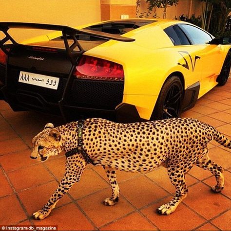 People are Obsessed with Using Cheetahs as a Status Symbol– Why It Needs to Stop Arab Money, Lux Cars, Swag Men, المملكة العربية السعودية, Luxury Pet, Fancy Cars, Cheetahs, Rich Kids, Big Cats