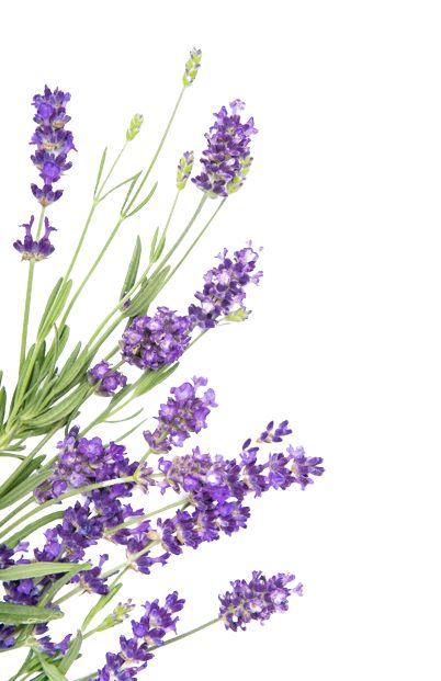 Nature Drawing Ideas, Macro Pictures, Lavender Herb, Dried Lavender Flowers, Flower Close Up, 강아지 그림, 수채화 그림, Watercolor Flower Art, Nature Drawing