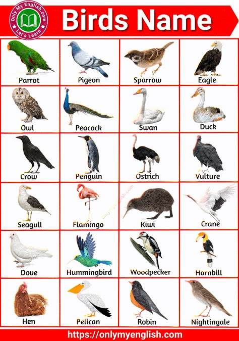 knowing the birds name in English with pictures is important for kids Different Birds With Names, Birds Chart For Preschool, Birds Chart For Kids, Birds Worksheets For Kids, Birds Name With Picture, Birds Types, Birds Chart, Birds With Names, Type Of Birds