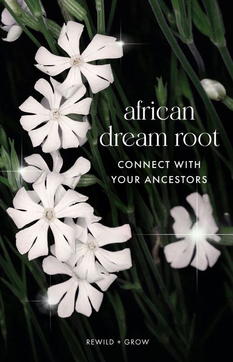 It is said that if you want a certain question answered, with the help of African Dream Root, the answer will come to you in your dreams from the wisdom of your ancestors. It's a powerful sacred, ancient herb used by the Xhosa shaman of South Africa for communicating with those who have passed in the dream realm. Dream Realm, Dream Herbs, African Herbs, Medicine Garden, Spiritual Angels, Sacred Garden, Magickal Herbs, Sun And Earth, Astral Travel