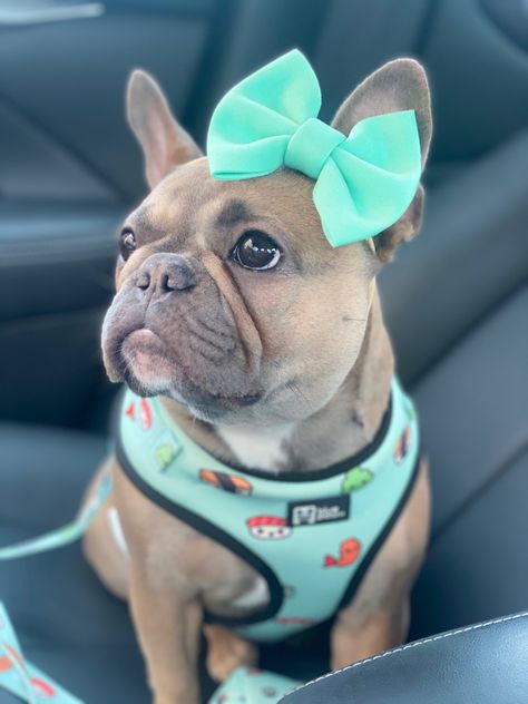 French Bulldog Clothes Outfits, Frenchie Accessories, Frenchie Outfits, Toy French Bulldog, Baby French Bulldog, French Bulldog Clothes, French Bulldog Breed, Pet Area, Cutest Puppy Ever