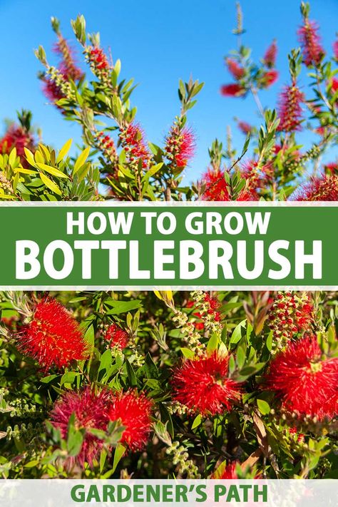 Bottlebrush Plant, Backyard Hacks, Homestead Gardening, Growing Trees, Plant Tips, Tree Growing, Perennial Flowers, Backyard Gardening, Gardening Plants