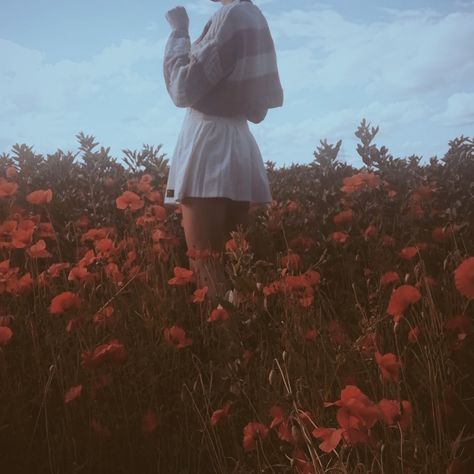 Flower, vintage, aesthetic, poppy field Imogen Core Aesthetic, Faye Core Aesthetic, Poppycore Aesthetic, Poppy Aesthetic Flower, Quinn Core Aesthetic, Poppy Field Aesthetic, Lydia Core Aesthetic, Quinncore Aesthetic, Lydiacore Aesthetic