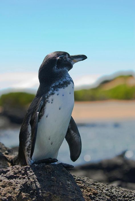 How the Galapagos Penguin adapted to the sun Penguin Photography, Penguin Awareness Day, Galapagos Penguin, Enchanted Island, Penguin Love, American Bald Eagle, Animal Magic, Flora Fauna, Galapagos Islands