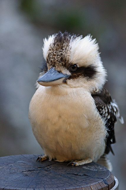 https://flic.kr/p/mCFReb | Kookaburra Kinds Of Birds, Australian Birds, Exotic Birds, Pretty Birds, Colorful Birds, Little Birds, Birds Of Paradise, 귀여운 동물, Birdy