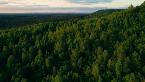 Forest in National Park on sunset. 4k aerial footage Green Background Horizontal, Rest Illustration, Forest Horizontal, Aerial Forest, Sunset 4k, Writing Inspiration Tips, Forest Background, Aerial Photograph, Editing Apps