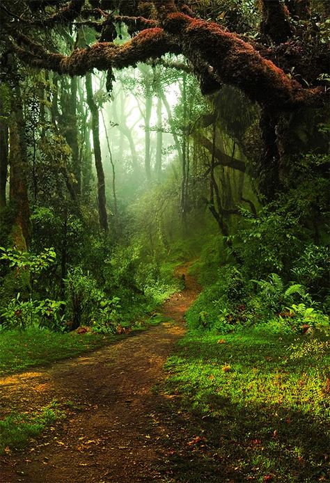 Tree Road, Background For Photo, Fairy Tale Forest, Forest Moon, Road Photography, Forest Backdrops, Fairytale Photography, Jungle Green, Forest Photography