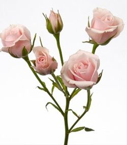 Majolika - Spray Rose - Roses - Flowers by category | Sierra Flower Finder Flower Library, Church Wedding Flowers, Rose Colors, Flower Identification, 2014 Wedding, Wedding Rose, 2015 Wedding, Purple Tones, Flower Names