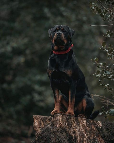 Rottweiler Aesthetic, Rottweiler Pictures, Rottweiler Love, Scary Dogs, African Wild Dog, Dog Training Techniques, Dog Stories, Rottweiler Dog, Best Dog Breeds