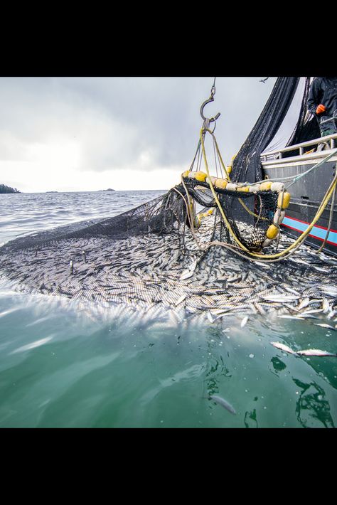 After a purse seine net encircles a school of fish, the net is brought next to the vessel so the catch can be brought aboard. Deep Sea Fishing Aesthetic, Ocean Fishing Aesthetic, Fishing Aesthetic Ocean, Fishing Net Installation, Sea Fishing Uk, Boats Fishing, Commercial Fishing, Fata Morgana, School Of Fish