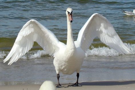 Stock 328: swan wings by AlzirrSwanheartStock Swan Front View, Dragon Reference, Swan Wings, Swan Art, Dove Pigeon, Mute Swan, Swans Art, Golden Eagles, Animal Symbolism