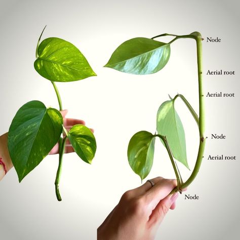 Golden Pothos Propagation, Pothos Types, Pothos Styling, Pathos Propagation, Epipremnum Aureum, Pothos Propagation, Pothos Plant Care, Common Garden Plants, Container Herb Garden