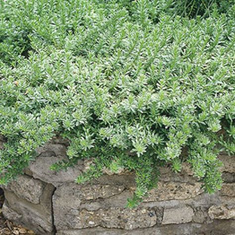 Best Plants and Erosion Controls for Slopes and Hillsides | Dengarden Creeping Boobialla, Myoporum Parvifolium, Steep Hillside Landscaping, Landscaping A Slope, Landscaping On A Hill, Hillside Garden, Ground Covers, Sloped Backyard, California Native Plants