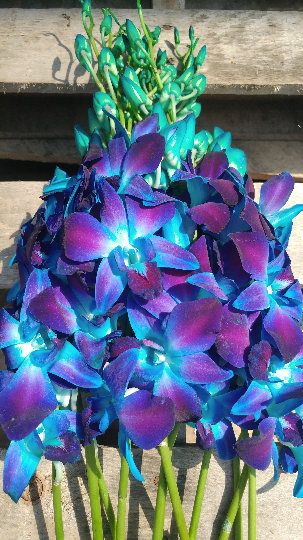 Galaxy Orchid, Blue Dendrobium Orchids, Orchid Blue, Dendrobium Orchid, Galaxy Wedding, Orchid Tattoo, Dendrobium Orchids, Enchanted Wedding, Beautiful Bouquets