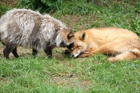 Fox And Raccoon, Japanese Raccoon Dog, Fox Beauty, Clover Field, Cute Foxes, Red Foxes, Fox Dog, African Wild Dog, Raccoon Dog