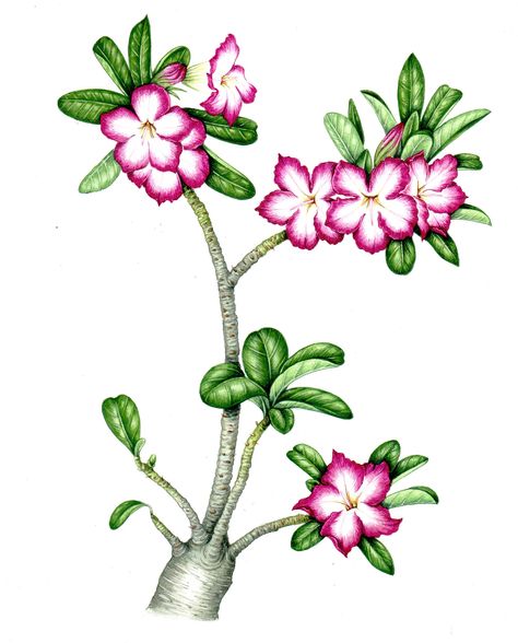 This is the desert Rose, a remarkable plant which stores liquid in its bulbous roots and thus can live in very arid temperatures.  I just loved painting the beautiful crisp magenta margins of the petals against the white! London Aquarium, Desert Rose Plant, Cactus Drawing, Rose Plant, Rose Illustration, London Zoo, Desert Flowers, Plant Images, National Geographic Magazine