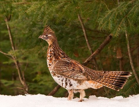 Check out our article to learn all about the incredible grouse! #birding #birds #birdwatching #grouse #worldbirds #symbolism #mythology #spiritanimal #Totems Facts About Birds, Native American Mythology, English Pointer Dog, Ruffed Grouse, Brown Thrasher, Symbolism Meaning, Cactus Wren, Birds To Paint, Gamebirds