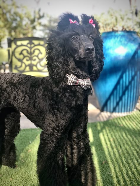 Unique Poodle Haircut, Black Standard Poodle Haircut Styles, Black Poodle Aesthetic, Momo Hairstyle, Mini Poodle Haircut, Zelda Hairstyle, Standard Poodle Haircut Styles, Poodle Styles, Standard Poodle Cuts