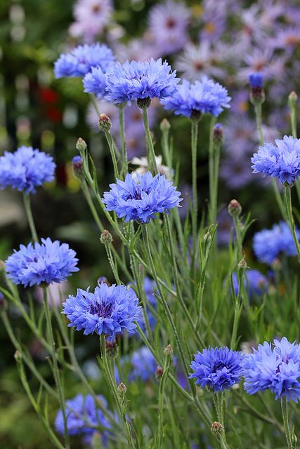 Centaurea cyanus - Korenbloem (eenjarig, zaaien in apr-mei (zandige grond), bloei jun-aug, 40-60 cm). Cut Flower Garden, Blue Garden, Trendy Flowers, Edible Flowers, Arte Floral, Flower Farm, Shade Garden, Love Flowers, Pretty Flowers