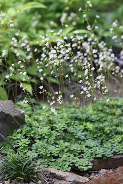 Groundcovers for Shade Simple Planting Ideas, Groundcovers For Shade, California Shade Garden, Semi Shade Garden Ideas, Small Shade Garden, Dry Shade Garden, Ground Cover For Shade, Shade Ground Cover, Native Ground Cover