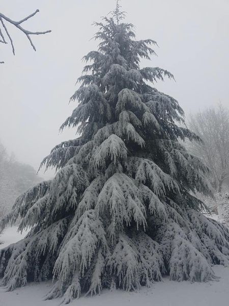 Spruce Tree Aesthetic, Hemlock Aesthetic, Town Scape, Carbisdale Castle, Norway Spruce Tree, Houska Castle, Object References, Western Hemlock, Norway Spruce