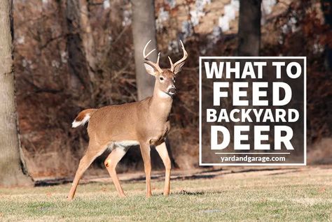 How To Attract Deer To Your Yard, What To Feed Deer, Attract Deer To Your Yard, Deer Food Feeding, Deer Attractant Homemade, Deer Feeder Ideas, Diy Deer Feeder, Deer Feeder Plans, Deer Feeder Diy