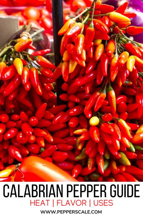 fresh calbrian peppers Calabrian Peppers, Growing Hot Pepper, Chipotle Recipes, Chili Pepper Recipes, Calabrian Chili, Jalapeno Recipes, Garden Container, Hot Sauce Recipes, Food Resources