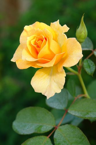 Explore spgenoway photos on Flickr. spgenoway has uploaded 52 photos to Flickr. Friendship Rose, Flower Displays, Rose Belle, نباتات منزلية, Colorful Roses, Hybrid Tea Roses, Pretty Roses, Beautiful Rose Flowers, Love Rose