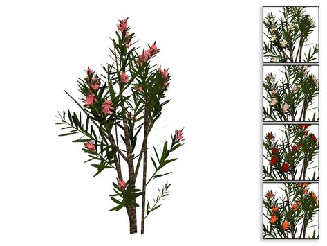 The Sims Resource - Large Oleander Bush Play Sims 4, Free Sims 4, Play Sims, Sims Games, Sims Community, Electronic Art, The Sims4, Sims 4 Cc, Free Sites