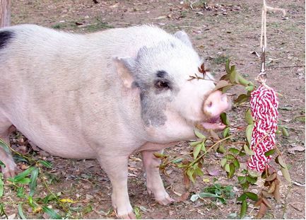 Pig Enrichment Ideas Diy, Diy Pig Toys, Alpaca Enrichment, Pig Toys Diy, Tortoise Enrichment, Toys For Pigs, Potbellied Pigs, Pig Activities, Pig Enrichment