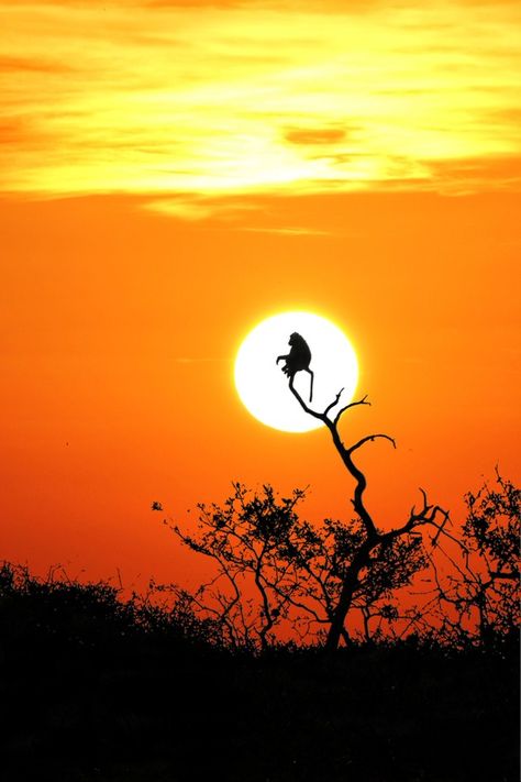 Africa Tattoos, Sunset Tattoos, African Sunset, African Paintings, Baboon, Silhouette Art, African Animals, Animal Tattoos, Back Tattoo