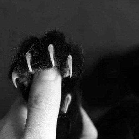 Cat Claws, Cat Photography, Cat Aesthetic, Cat Paws, Cats Meow, Crazy Cat Lady, Crazy Cats, Cat Lady, Cat Love