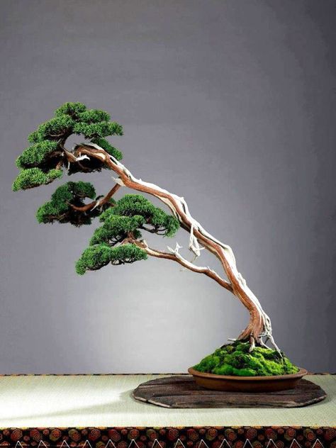 Black Scissors Bonsai | Bonsai Bark Windswept Bonsai, Indoor Bonsai Tree, Juniper Bonsai, Bonsai Styles, Mini Bonsai, Japanese Bonsai, Indoor Bonsai, Indoor Trees, Bonsai Art