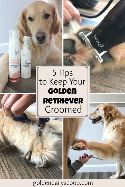 5 Simple Tips to Keep Your #GoldenRetriever Groomed Between Grooming Appointments. #sponsored Golden Retriever Care, Golden Retriever Puppy Training, Golden Retriever Grooming, Golden Retriever Training, English Golden Retrievers, Puppies Tips, Puppy Grooming, Dog Grooming Tips, Dog Grooming Supplies