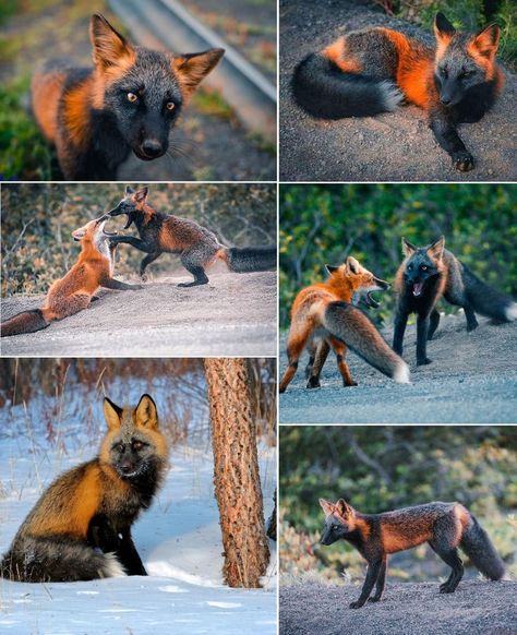 Melanistic Animals, Cross Fox, Fox Man, Fox Spirit, Fox Fur Jacket, Fur Jackets, Pets 3, Rare Animals, Majestic Animals