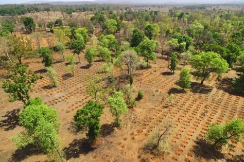 Land conservation: India's new mantra for global ecosystem restoration Ecosystem Restoration, Land Conservation, Carbon Sink, Global Population, Center Of Excellence, Food Forest, Developing Country, Concept Architecture, Ecosystem