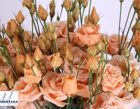 #Lisianthus # Eustoma #Alissa Orange Painted Available at www.barendsen.nl Antique Peach Lisianthus, Lisianthus Eustoma, Nz Wedding, Wedding Quote, Valentine's Ideas, July Wedding, Orange Paint, Bride Flowers, Quote Inspiration