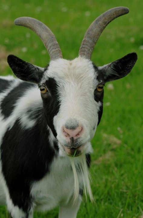 Animals Wallpaper Aesthetic, Goat Photos, Goat Image, Cute Animals Wallpaper, Goat Picture, Pinterest Baby, Goat Barn, Goat Art, Pygmy Goat