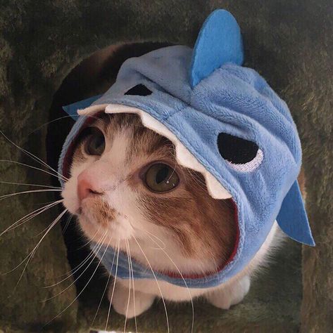 Funny Videos Of Cats, Cat Shark, Pfp Cat, Shark Hat, Aesthetic Cats, Cat Drawings, Funny Cute Cats, Silly Cats, Cool Cats