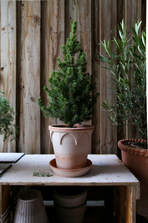 Everyone carries dear memories of Christmas. For some, it is evergreen pine trees in cute diminutive versions, all the way to the spellbinding full-sized decorated firs. These are some of the most familiar ways to make the Holiday season magical. It is also one of the simplest ways to transform the home for the festive Holiday season. Nesting a pine in a beautiful, pot makes it shine like the top star. A decorative rosa ELIZABETH flowerpot with a small pine. Potted Evergreens, Potted Pine Tree, Pine Tree In Pot, Evergreen Pot Display, Christmas Tree Pot, Live Potted Christmas Tree, Small Potted Christmas Tree, Evergreen Vases, Winter Outside Decor Pots & Planters