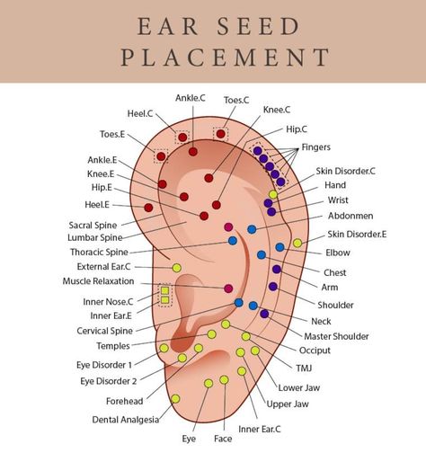 Buy Printable Ear Seed Placement Chart Comprehensive Acupuncture online on Etsy India. Shop for handmade, vintage and unique Digital Prints items from SereneArtworkCo online on Etsy Ear Seed Placement, Ear Pressure Points, Ear Acupressure Points, Ear Reflexology, Pressure Point Therapy, Ear Seeds, Ear Pressure, Unique Ear Piercings, Ear Piercings Chart