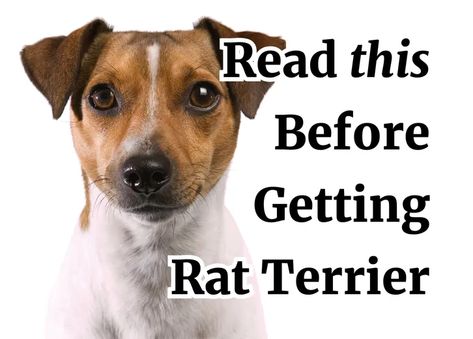 Rat Terrier Art, Rat Terrier Puppies, Hair Rat, Rat Dog, Cattle Dogs Rule, Rat Terrier Mix, Small Terrier, Male Vs Female, Rat Terrier Dogs