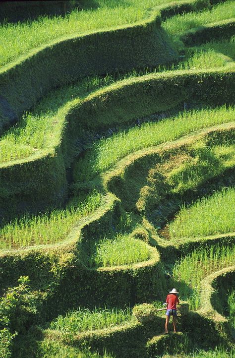 Indonesia Rice Field, Rice Terraces Drawing, Rice Field Photography, Bali Rice Fields, Animals Name With Picture, Bali Pattern, Rice Paddy Fields, Farmer Working, Rice Farm