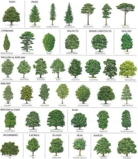 Tree Leaf Identification, Identifying Trees, Leaf Identification, Tree Types, Types Of Trees, Tree Id, Tree Identification, Ideas Front Yard Landscaping, Landscaping Front Yard