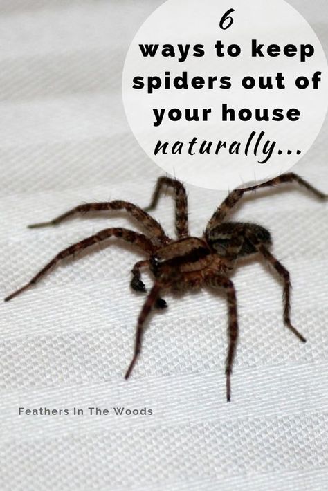 Natural Spider Repellant, Spider Spray, Spiders Repellent, Get Rid Of Spiders, Deep Cleaning Hacks, Natural Bug Repellent, Cleaning Painted Walls, Flea Prevention, Insect Control