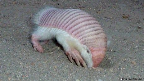 This very unusual and cute little pink and white  animal is a Pichiciego - a rare member of the Armadillo family. Pink Fairy Armadillo, Fairy Armadillo, Ant Eater, Tatu Baby, Pokemon In Real Life, Strange Creatures, Pink Fairy, Noah's Ark, Weird Creatures