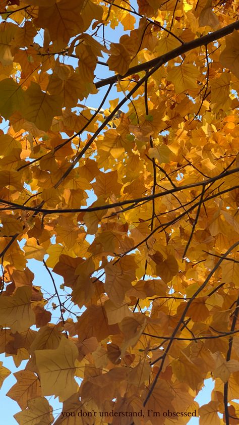 Fall Yellow Aesthetic, Yellow Leaves Aesthetic, Fall Leaves Background, Autumn In My Heart, Autumn Wallpapers, Fall Yellow, Yellow Autumn, Sun Aesthetic, Autumn Background