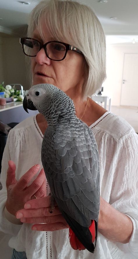 'Buck' a magnificent hand raised African Grey who is so loving and friendly delivered to his new loving home. African Gray Parrots, African Grey Parrot, Bee Eater, Stilts, African Grey, Kingfisher, Exotic Pets, Parrot, Pet Birds