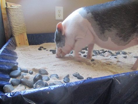 Mini Pig Enrichment Ideas & Inspiration - Mini Pig Info Pig Litter Box Ideas, Pig Enrichment Ideas, Pig Playground, Toys For Pigs, Potbellied Pigs, Pig Enrichment, Pig Raising, Mini Potbelly Pigs, Pet Pig Care