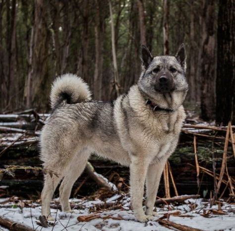 Norwegian Elk Hound, Northern Inuit Dog, Greenland Dog, Gray Dog, Unique Dog Breeds, Norwegian Elkhound, Grey Dog, Pretty Dogs, Dog Rules